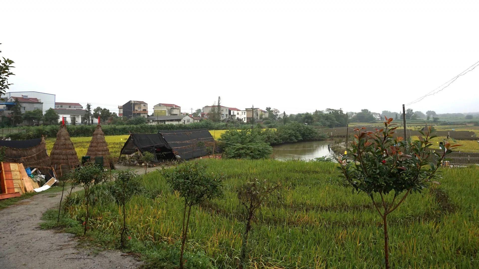 稻田里的艺术家 | 湖北石首草雕艺术志愿行