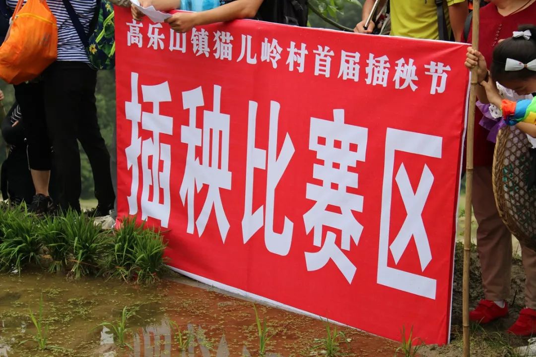 猫儿岭插秧节丨跑这么远就是为了到田里打个滚？？？