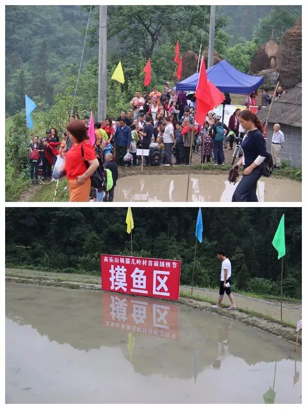 猫儿岭插秧节丨跑这么远就是为了到田里打个滚？？？