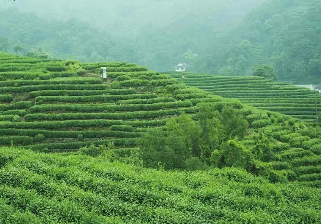 谷雨，胡适故乡的皖南春野茶