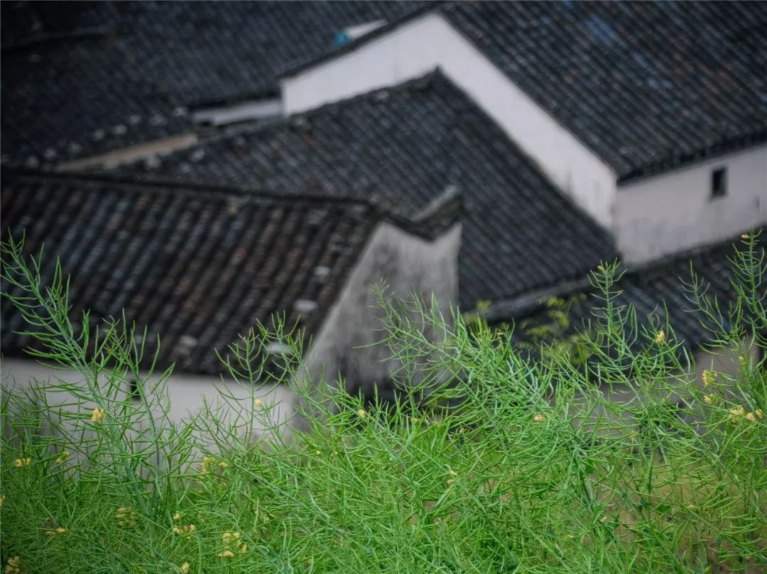 谷雨，胡适故乡的皖南春野茶