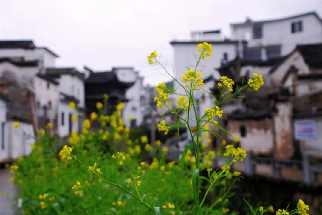 谷雨，胡适故乡的皖南春野茶