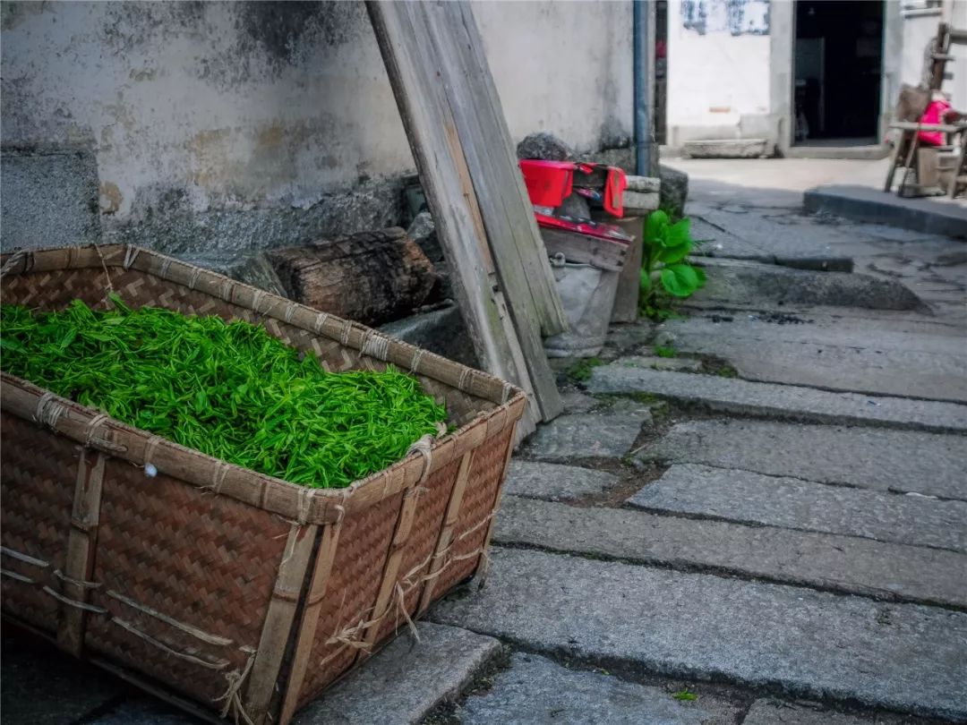谷雨，胡适故乡的皖南春野茶