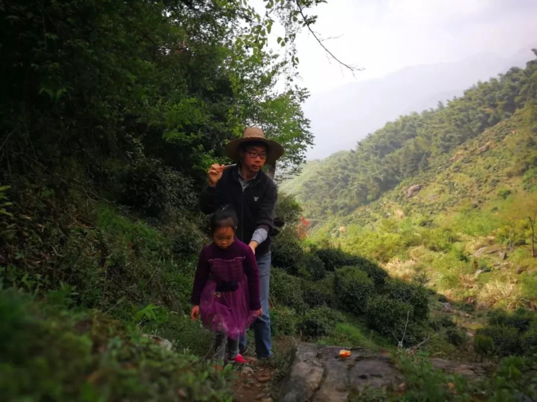 谷雨，胡适故乡的皖南春野茶