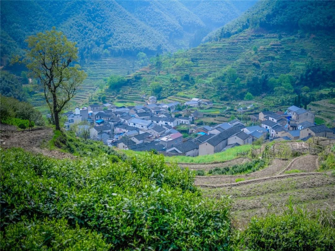 谷雨，胡适故乡的皖南春野茶