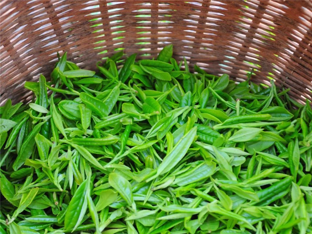 谷雨，胡适故乡的皖南春野茶
