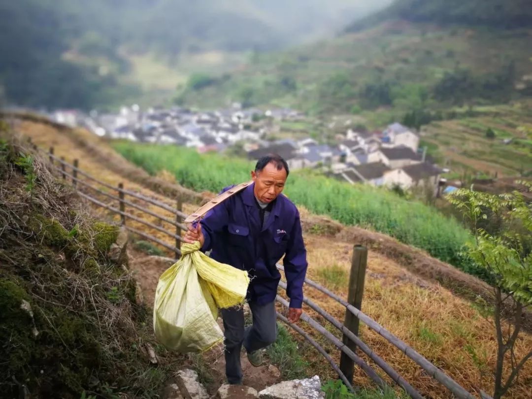 谷雨，胡适故乡的皖南春野茶