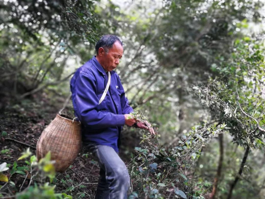 谷雨，胡适故乡的皖南春野茶