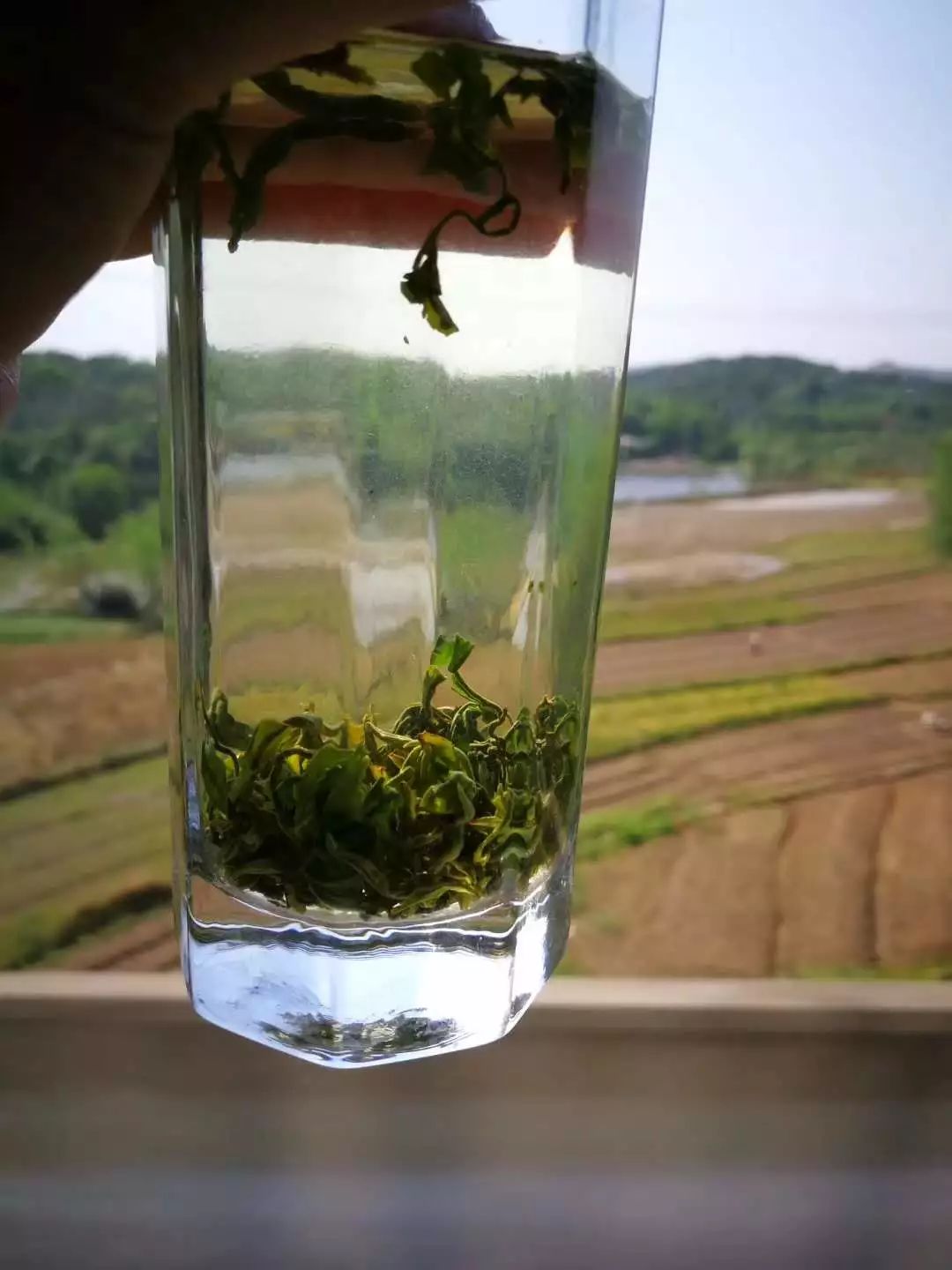 谷雨，胡适故乡的皖南春野茶