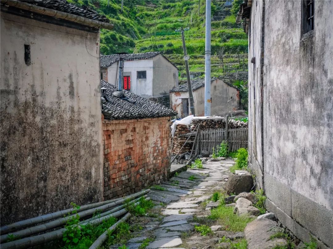 谷雨，胡适故乡的皖南春野茶