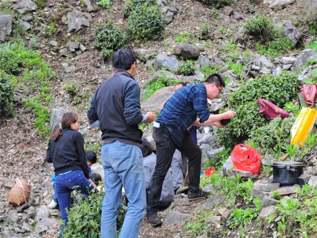 谷雨，胡适故乡的皖南春野茶