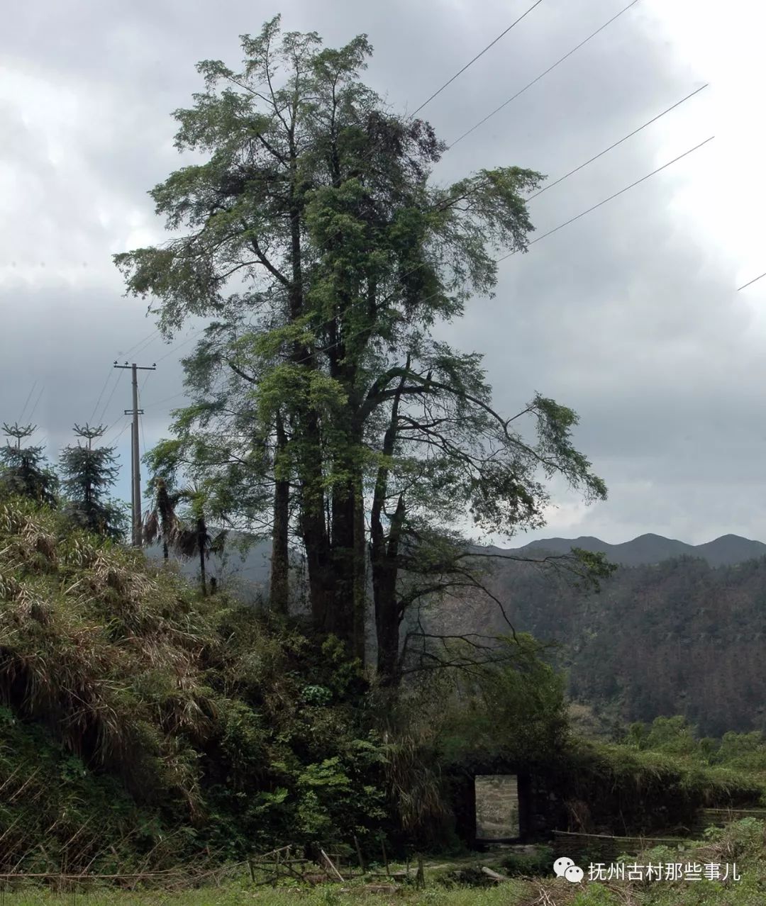 蛟湖村：黄陂大捷有遗篇
