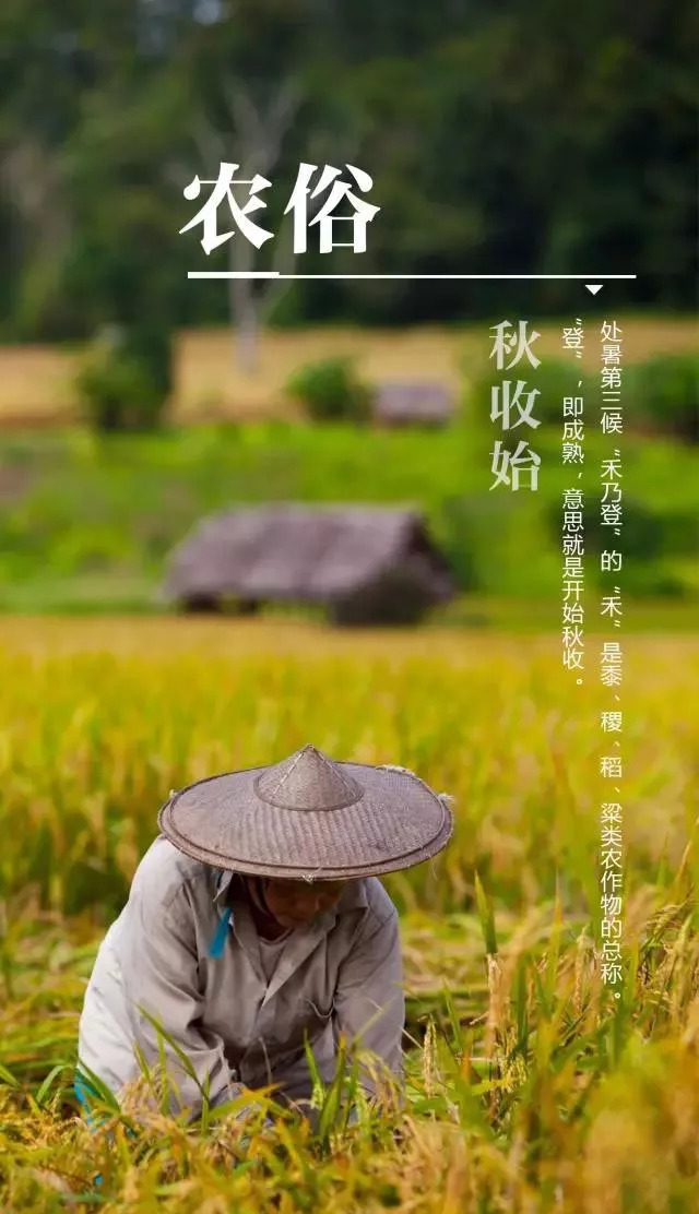 处暑｜四时俱可喜 最好新秋时