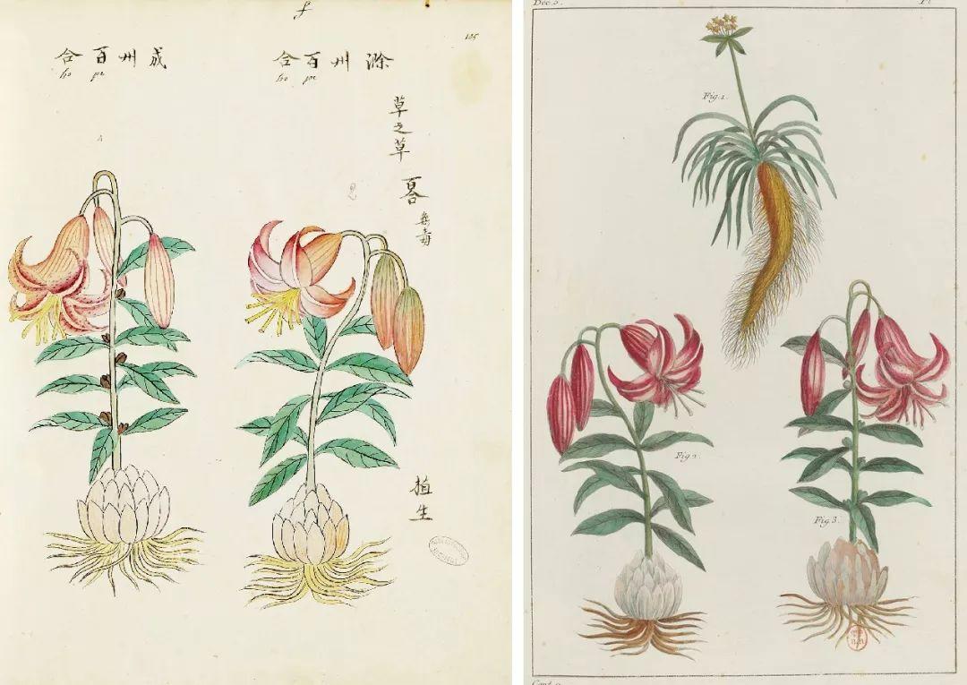 学术文摘丨北京耶稣会北堂和中国植物图像:十八世纪中西园艺学交流的一则轶事 学术文摘丨北京耶稣会北堂和中国植物图像:十八世纪中西园艺学交流的一则轶事