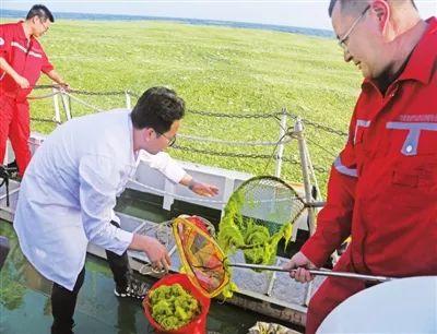 【壮丽70年 奋斗新时代】黄渤海浒苔监测直击 【壮丽70年 奋斗新时代】黄渤海浒苔监测直击