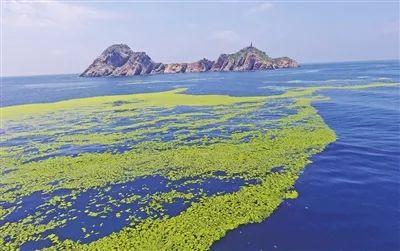 【壮丽70年 奋斗新时代】黄渤海浒苔监测直击 【壮丽70年 奋斗新时代】黄渤海浒苔监测直击