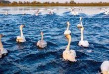 生态修复让黄陂湖湿地成为“鸟类天堂”-