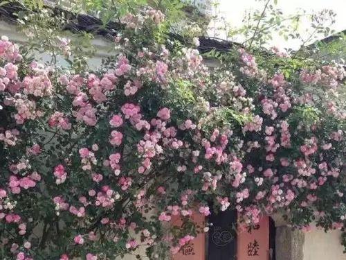 一个隐匿了千年的“画家村”，比宏村美，比西递安逸！如今终于一鸣惊人！