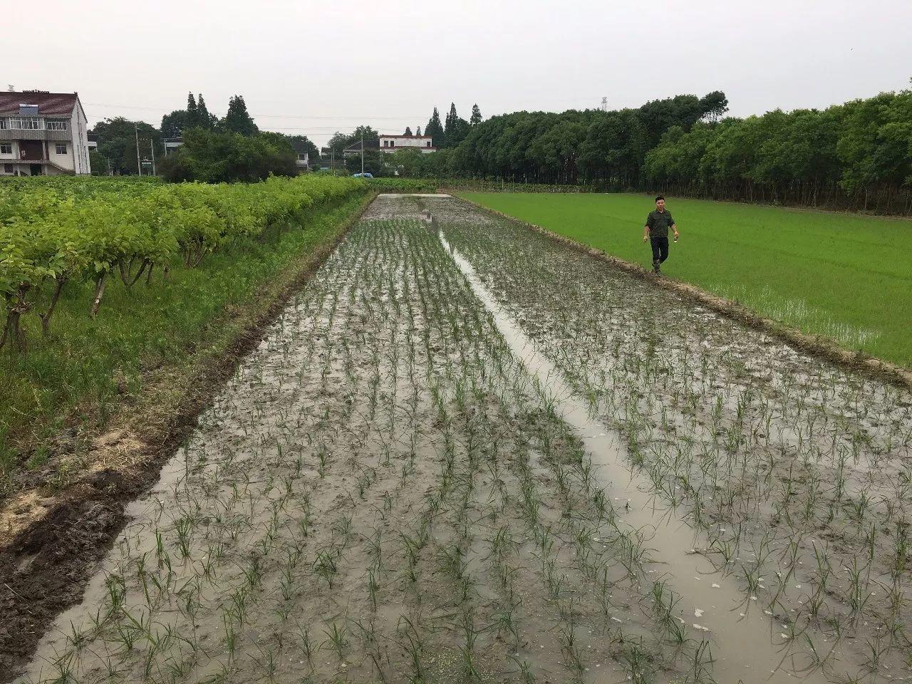 金穗开镰，快来乌镇横港国际艺术村收秋 | 11月5日割稻节 报名倒计时