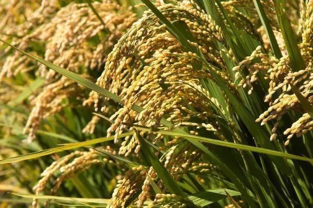 金穗开镰，快来乌镇横港国际艺术村收秋 | 11月5日割稻节 报名倒计时