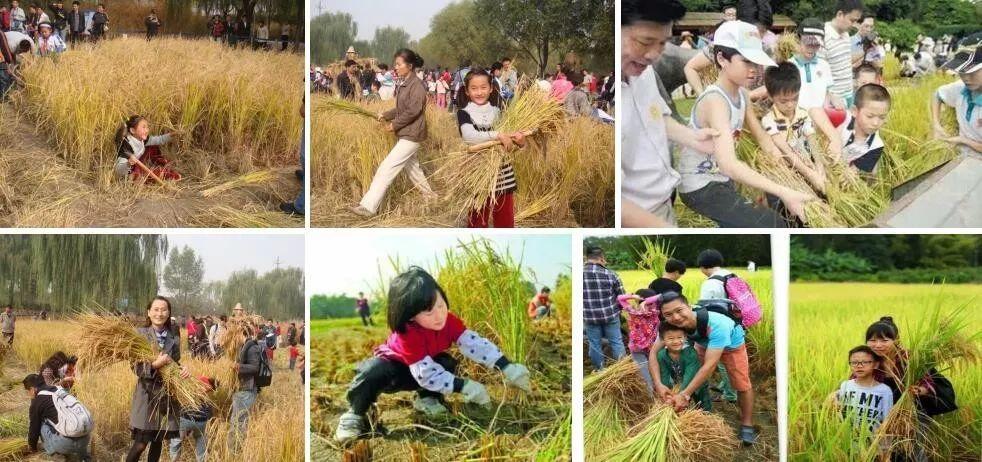 金穗开镰，快来乌镇横港国际艺术村收秋 | 11月5日割稻节 报名倒计时