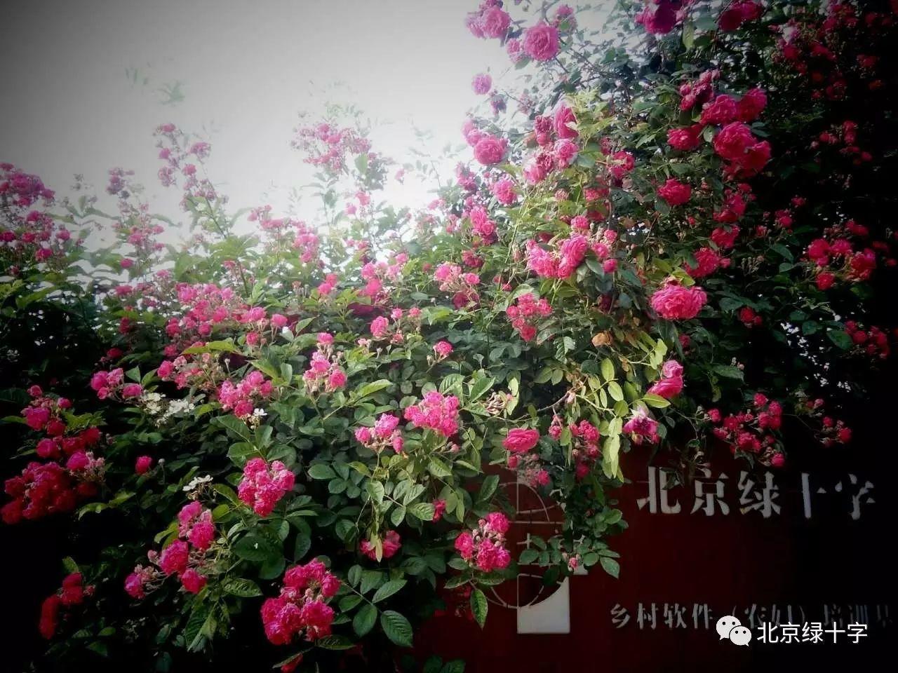 我们为什么转入乡村工作