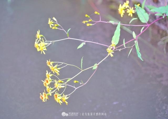 徽杭古道：一代红顶商人胡雪岩从此走出