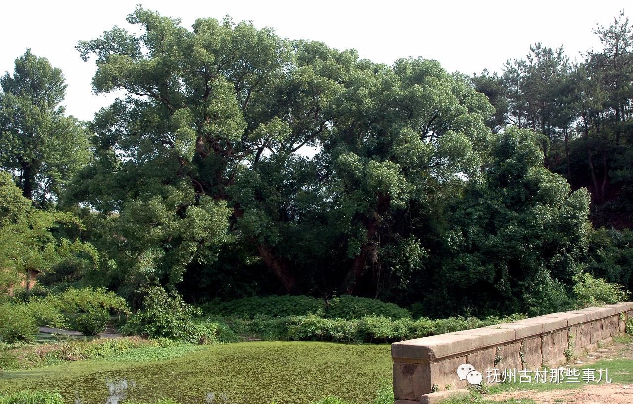 汾水村：  东山清趣千烟绕
