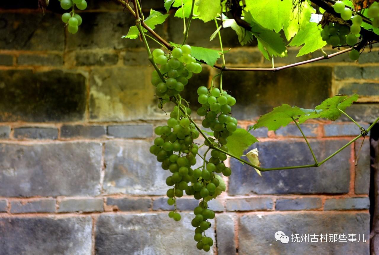 汾水村：  东山清趣千烟绕