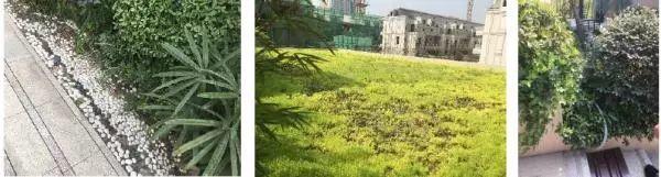 识微见远③｜从理念到实施，上海“海绵城市”效果如何