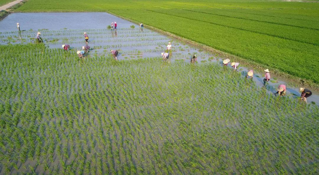 实施乡村振兴战略这篇大文章怎么做？习近平给出了答案