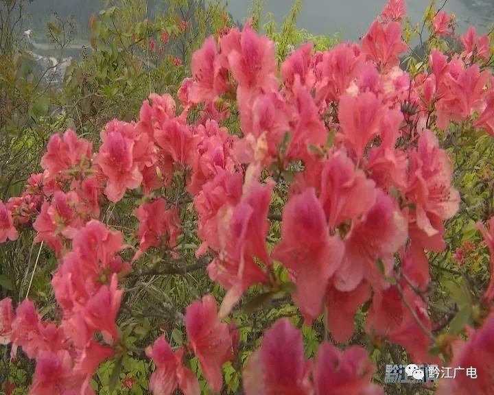 小南海景区:杜鹃花开满山艳 只为待您来 小南海景区:杜鹃花开满山艳 只为待您来