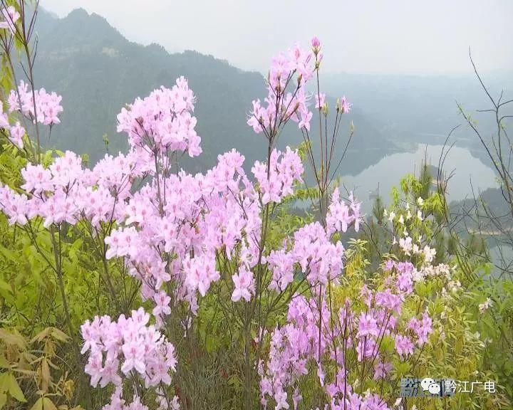 小南海景区:杜鹃花开满山艳 只为待您来 小南海景区:杜鹃花开满山艳 只为待您来
