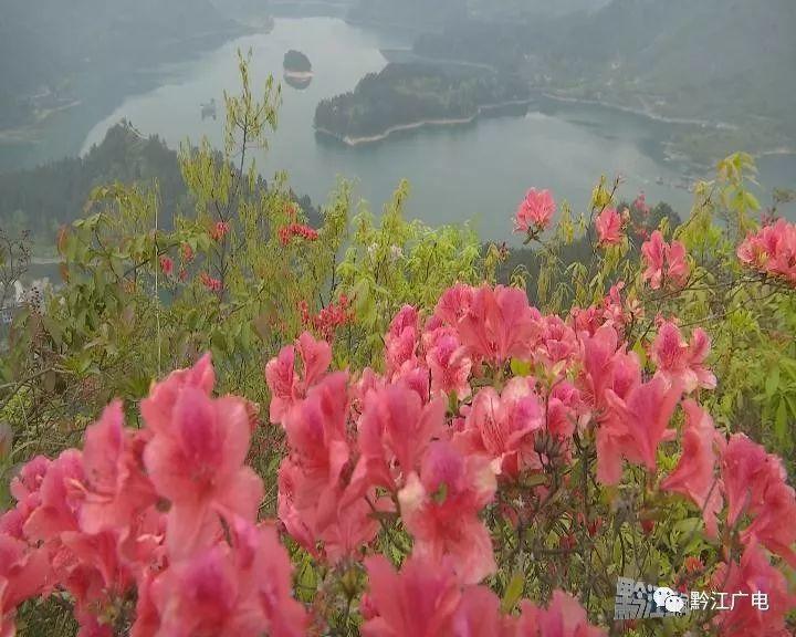 小南海景区:杜鹃花开满山艳 只为待您来 小南海景区:杜鹃花开满山艳 只为待您来