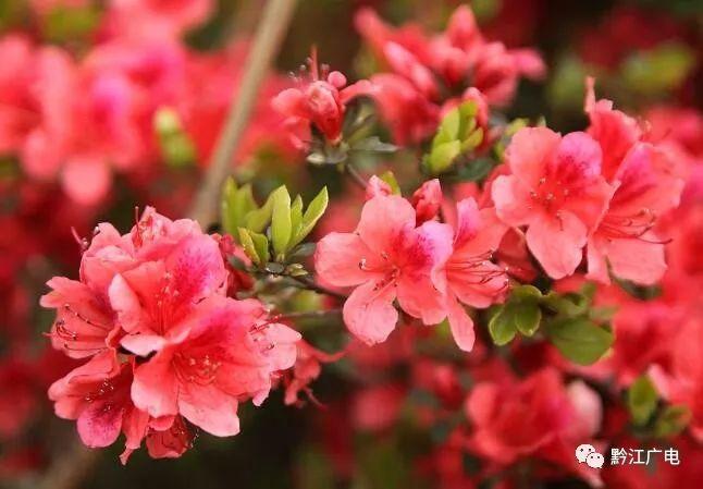 小南海景区:杜鹃花开满山艳 只为待您来 小南海景区:杜鹃花开满山艳 只为待您来