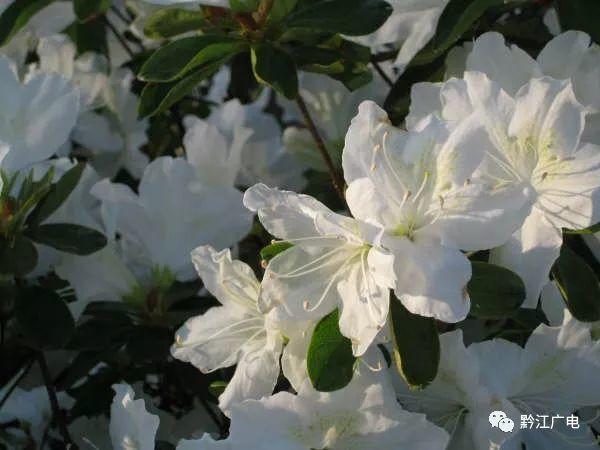 小南海景区:杜鹃花开满山艳 只为待您来 小南海景区:杜鹃花开满山艳 只为待您来