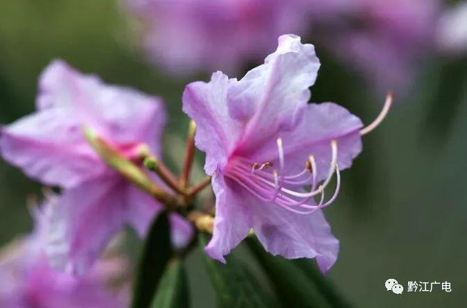 小南海景区：杜鹃花开满山艳　只为待您来