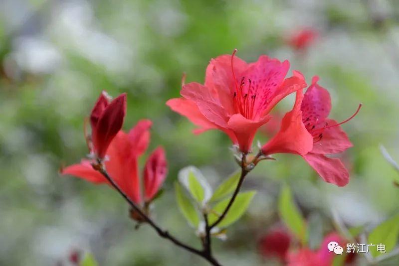 小南海景区：杜鹃花开满山艳　只为待您来