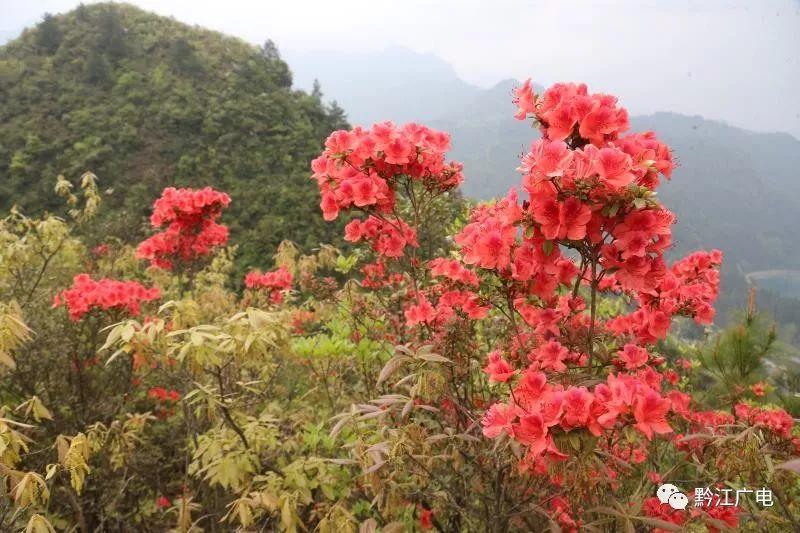 小南海景区：杜鹃花开满山艳　只为待您来