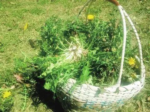 国土菌有后台 | 这种菜有4大功效，这季节一定别错过！