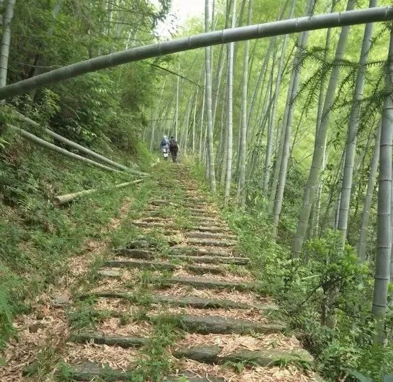 [徽州古道27] 大燕岭古道：行走在醉美竹海里