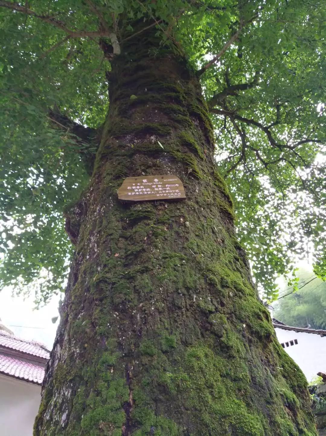 [徽州古道27] 大燕岭古道：行走在醉美竹海里
