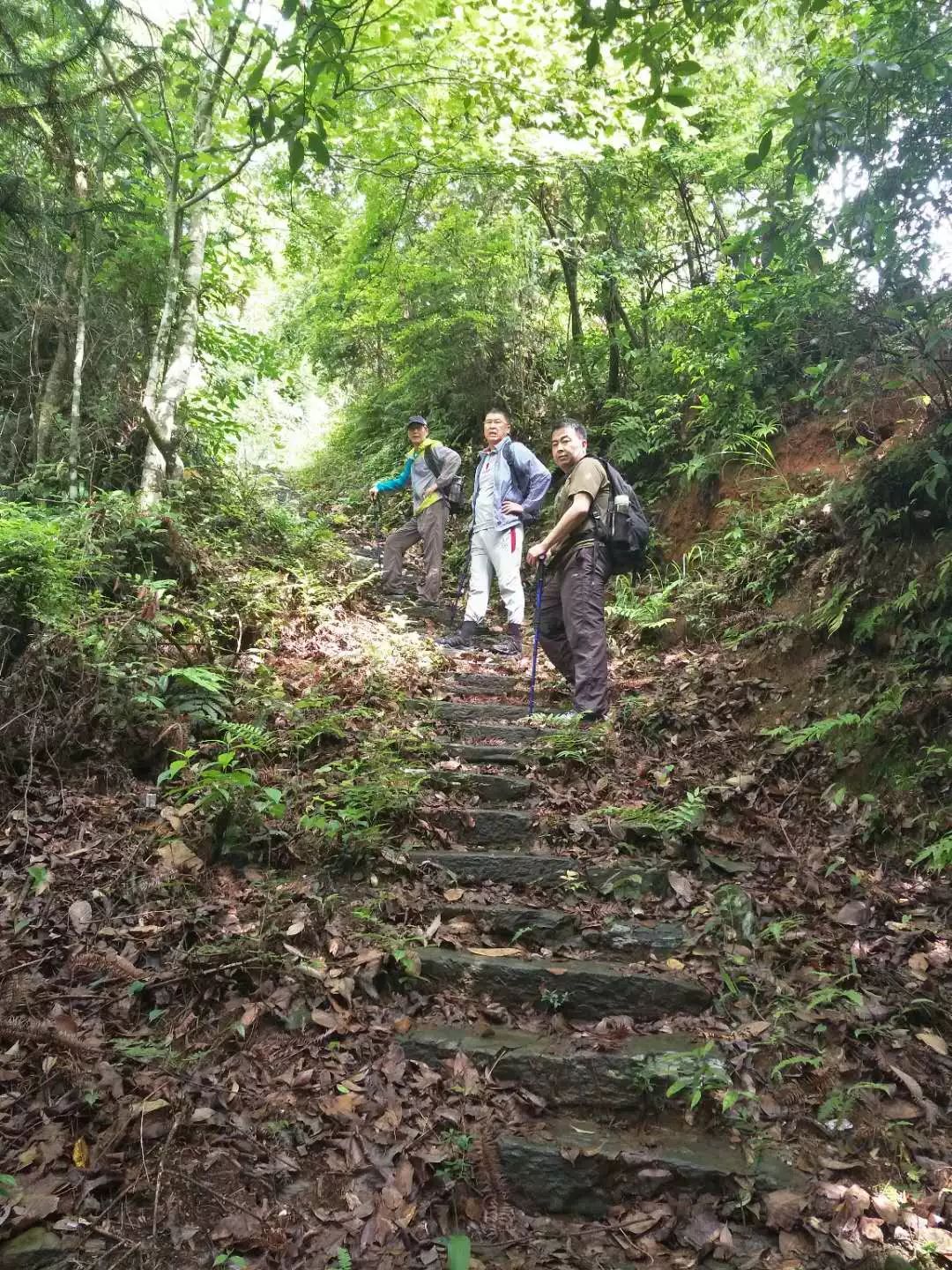 [徽州古道27] 大燕岭古道：行走在醉美竹海里