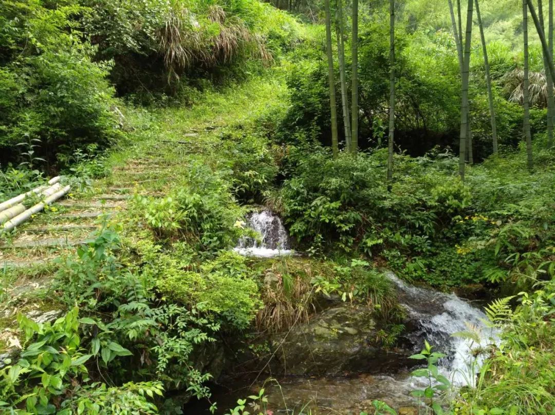 [徽州古道27] 大燕岭古道：行走在醉美竹海里