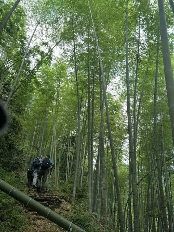 [徽州古道27] 大燕岭古道：行走在醉美竹海里