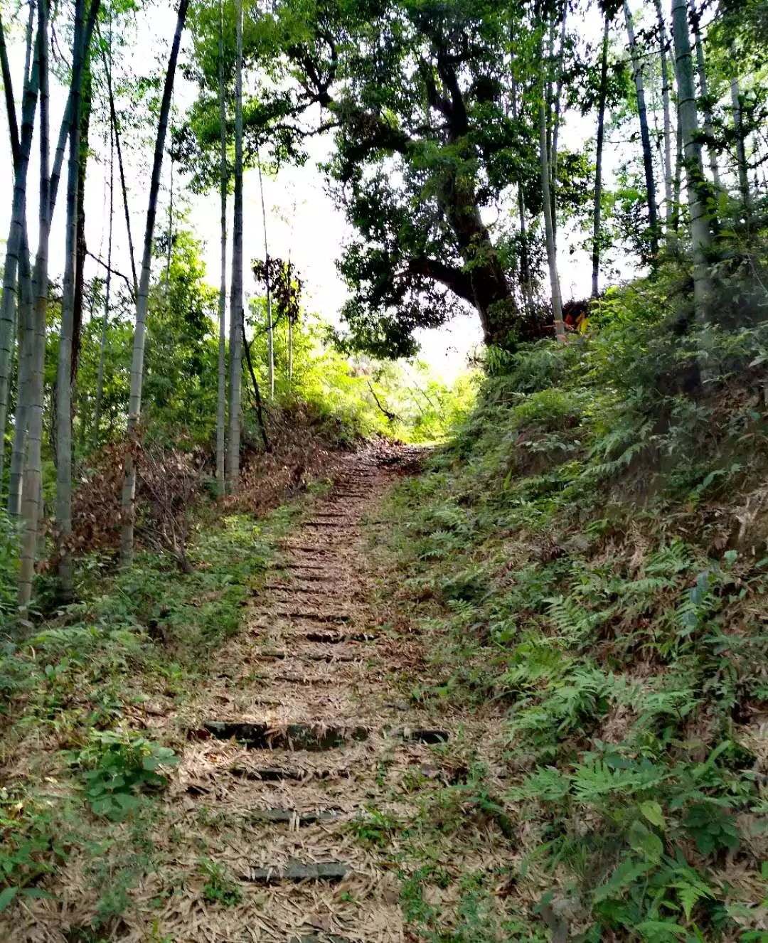 [徽州古道27] 大燕岭古道：行走在醉美竹海里