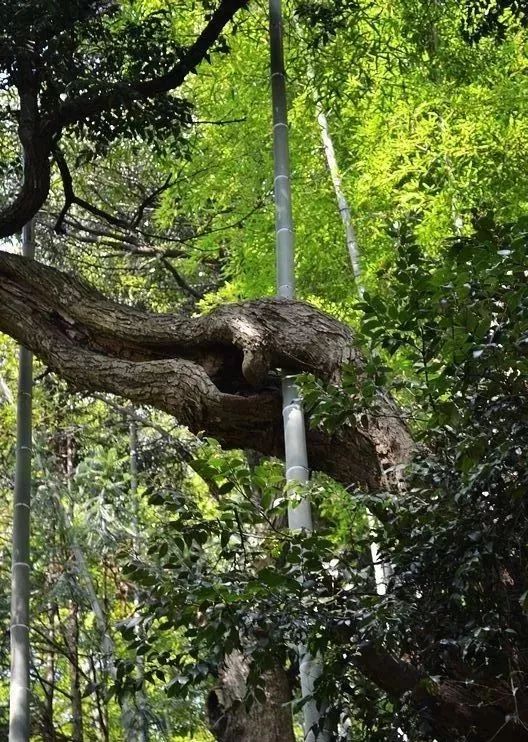 [徽州古道27] 大燕岭古道：行走在醉美竹海里