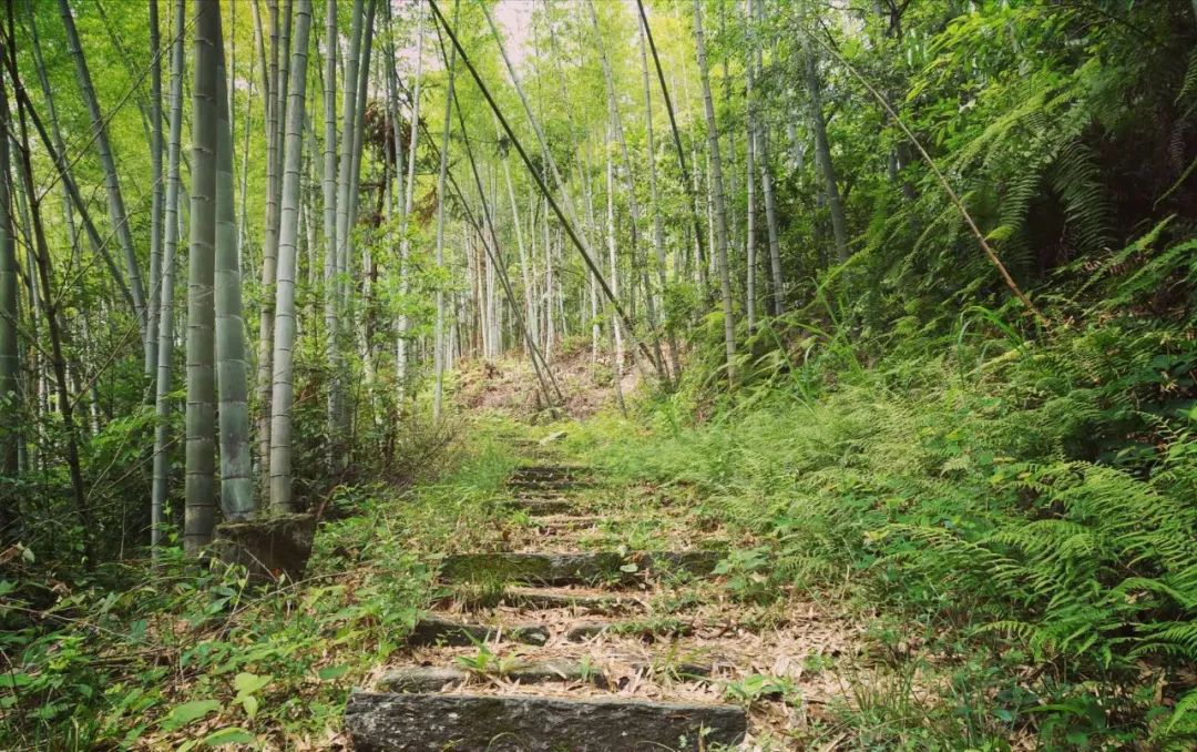 [徽州古道27] 大燕岭古道：行走在醉美竹海里