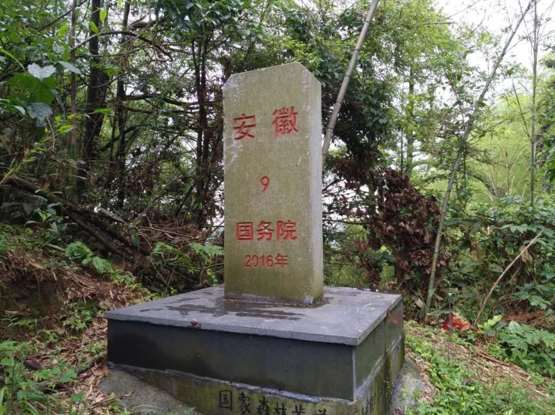 [徽州古道27] 大燕岭古道：行走在醉美竹海里
