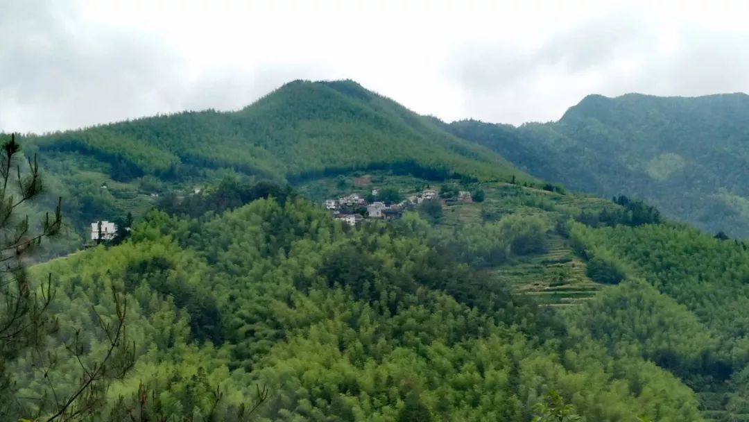 [徽州古道27] 大燕岭古道：行走在醉美竹海里